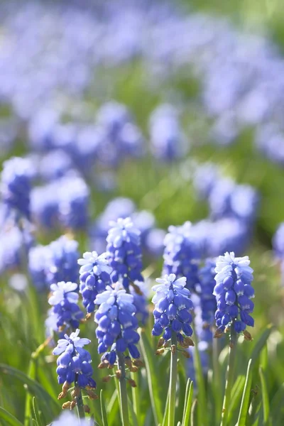 Grape Hyacinths Small Blue Bells Flower Field Summer Time — Stock Photo, Image