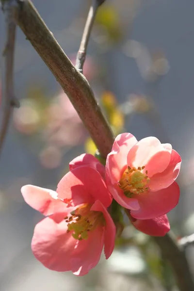 苹果粉红的花朵被太阳光照亮了 春花盛开 — 图库照片