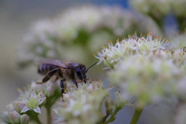 Biene Sammelt Nektar Aus Einer Weißen Blume Duftende Blumen Ist — Stockfoto