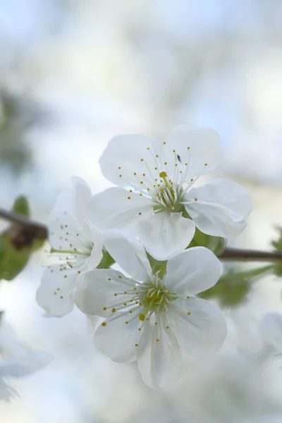 树枝上有许多白苹果花 春天里开花结果Orchard案 — 图库照片