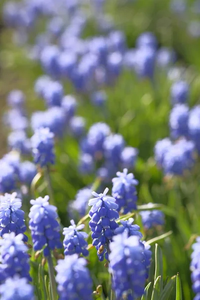 Grape Hyacinths Blurred Background Flower Field Summer Time — Stock Photo, Image