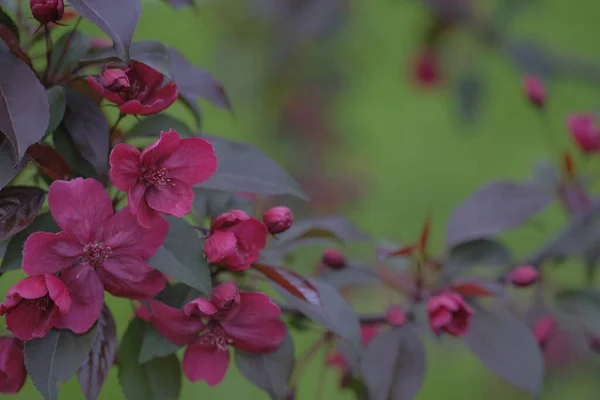 Červené Květy Jabloně Zeleném Rozmazaném Pozadí Jaro Sadu — Stock fotografie
