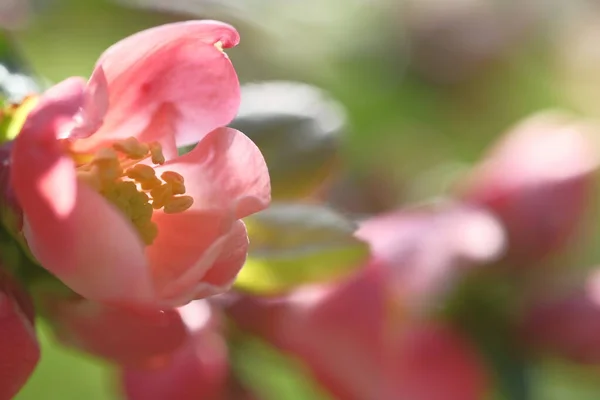 Blommorna Äppelträdet Rosa Blooming Vårflod — Stockfoto