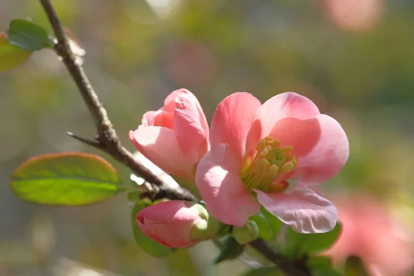 Apple Blossom Pink Tree Branches Blooming Spring Time — Stock Photo, Image
