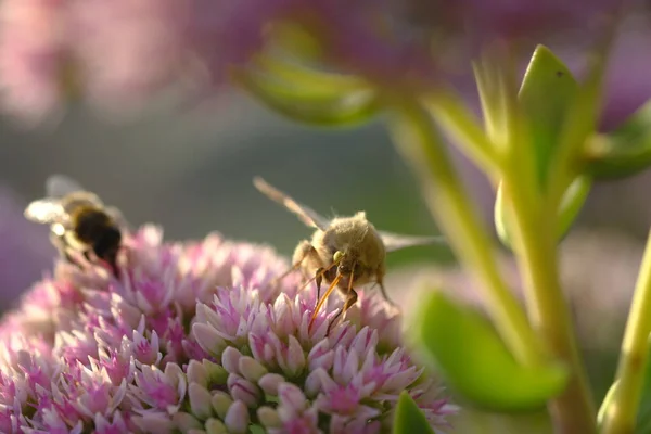 Die Morgensonne Erhellt Klee Und Schmetterlingsblumen Duftendes Kleeblatt Sommermorgen — Stockfoto