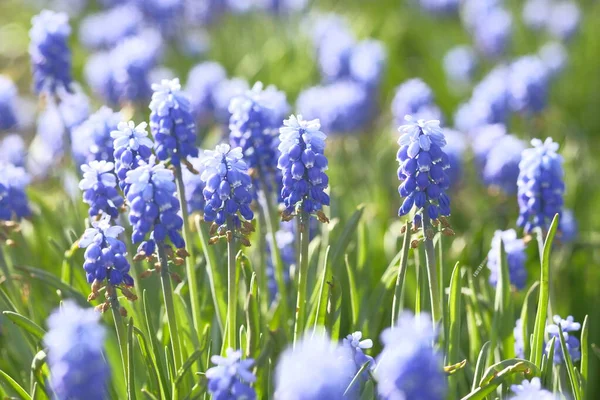 Grape Hyacinths Field Tall Stems Flower Field Summer Time — Stock Photo, Image