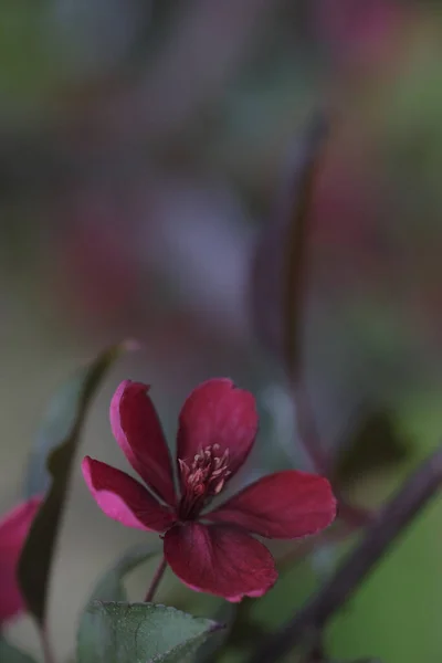 Один Красный Цветок Ветке Яблони Размытом Фоне Саду Весенний Цветок — стоковое фото