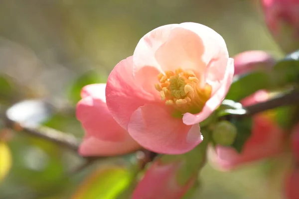 Rózsaszín Almavirág Kivilágítva Nap Által Virágzik Tavasz — Stock Fotó