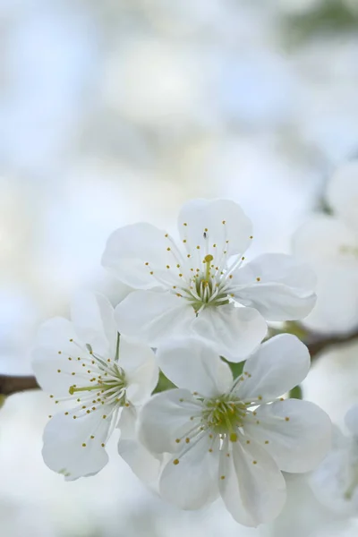 Flores Manzana Blanca Sobre Fondo Borroso Floreciente Primavera Huerto — Foto de Stock
