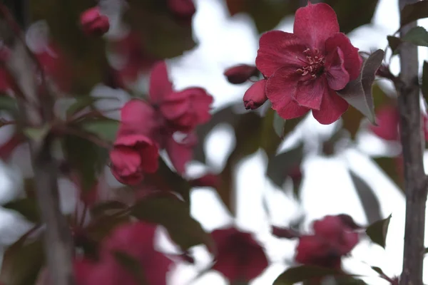 Piros Bársony Virágok Egy Almafa Virágok Hátterében Gyümölcs — Stock Fotó