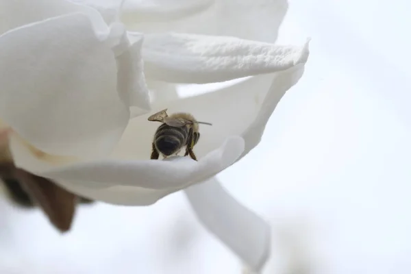 Beyaz Bir Manolya Çiçeğinin Üzerinde Bir Arı Oturuyor Bahar Geldi — Stok fotoğraf