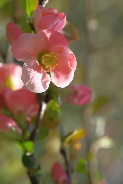 Flores Cor Rosa Macieira São Frágeis Tempo Primavera Florescendo — Fotografia de Stock
