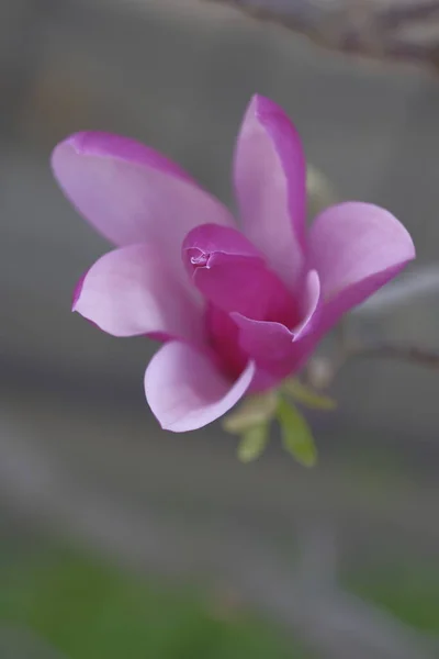 粉红色的木兰花是春天的花朵 春天到了 美丽的花朵 — 图库照片