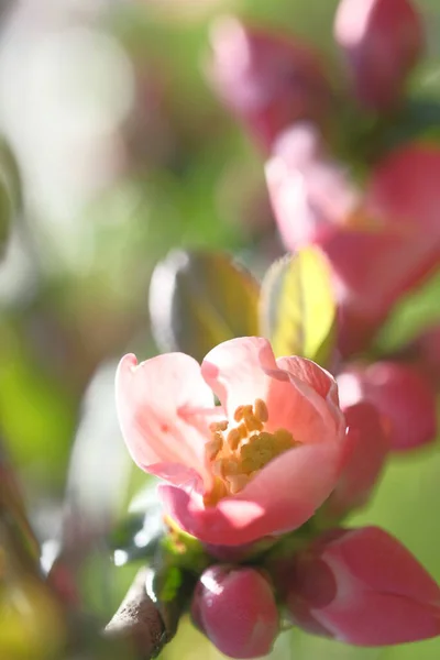 Rózsaszín Almavirág Borította Ágat Springtide Ban Napsütés — Stock Fotó