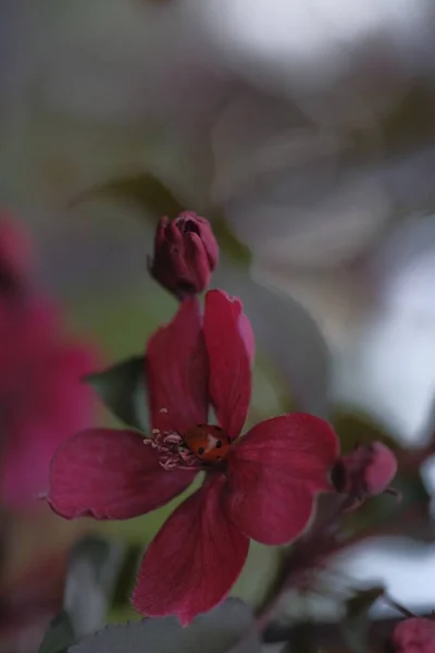 Bulanık Bir Arkaplanda Elma Ağacının Kırmızı Çiçekleri Bahar Geldi Meyve — Stok fotoğraf