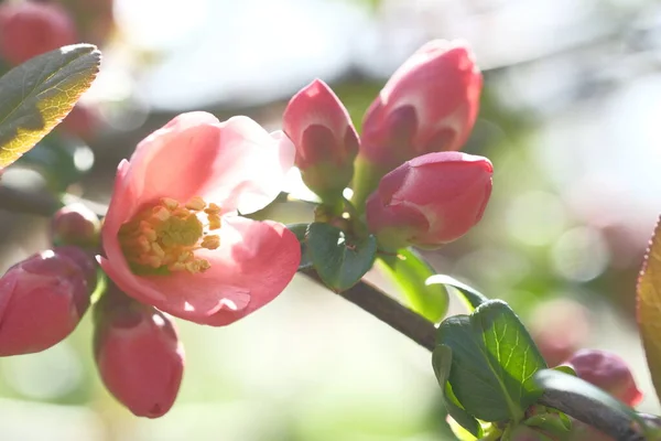 リンゴの木の花はピンクです 春の流れ — ストック写真
