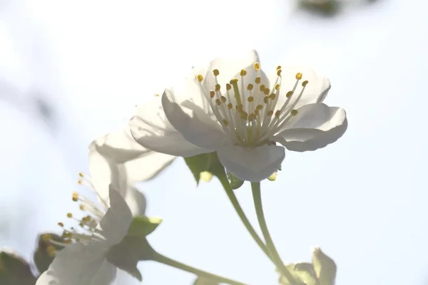 Białe Kwiaty Jabłoni Oświetlone Słońcem Kwitnąca Wiosna Sad — Zdjęcie stockowe