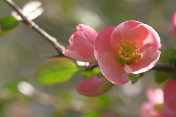 Äpple Rosa Blommor Suddig Bakgrund Blommande Vårtid — Stockfoto