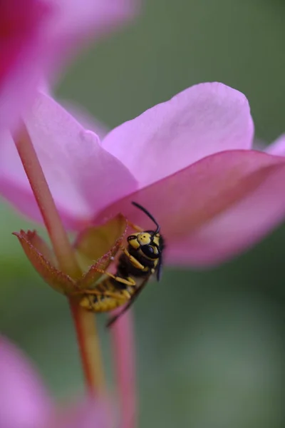 A wasp sits on a stem under a pink flower. A wasp pollinates a flower. Summer life.