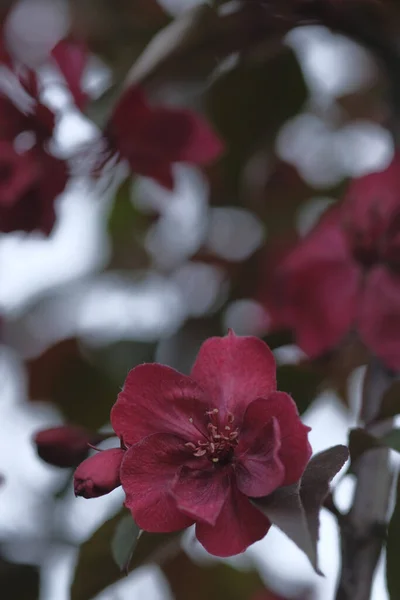 Piros Bársony Virágok Egy Almafa Virágok Hátterében Gyümölcs — Stock Fotó