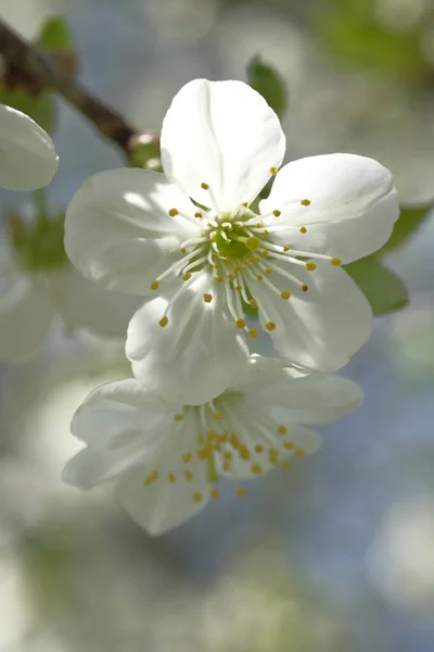 White Apple Blossoms Illuminated Sun Two Flowers Blooming Spring Time — Stock Photo, Image
