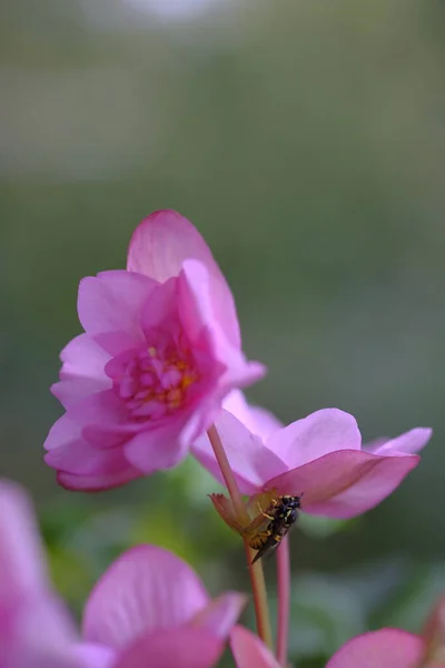 Μια Σφήκα Κάθεται Ένα Κοτσάνι Κάτω Από Ένα Ροζ Λουλούδι — Φωτογραφία Αρχείου