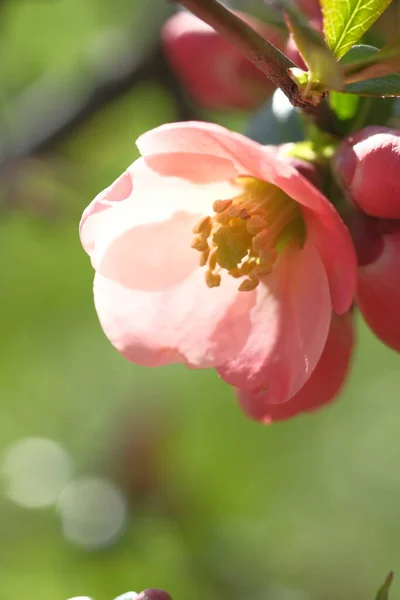 リンゴの木のピンクの花が咲いている 春の時間 — ストック写真