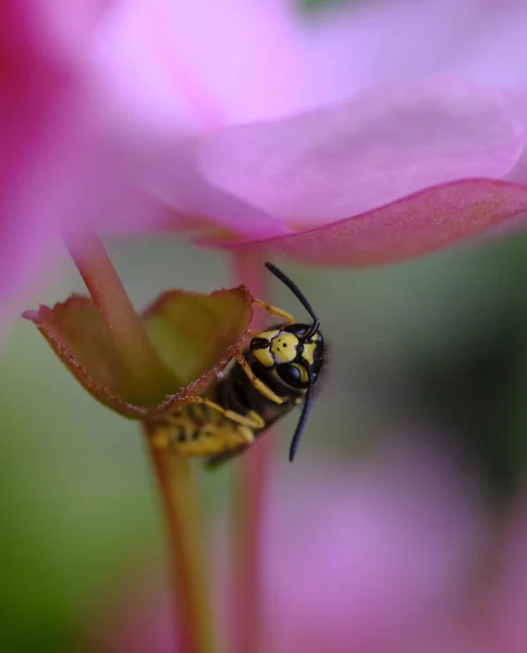 A wasp sits on a stem under a pink flower. A wasp pollinates a flower. Summer life.