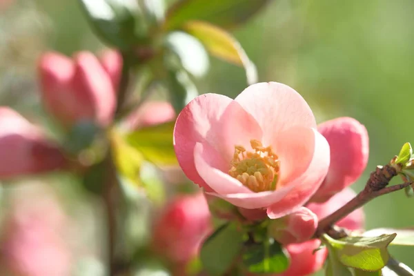 リンゴの木のピンクの花は太陽に向けられます 開花春時間 — ストック写真