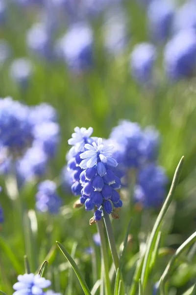 Grape Hyacinth Alone Green Grass Flower Field Summer Time — Stock Photo, Image