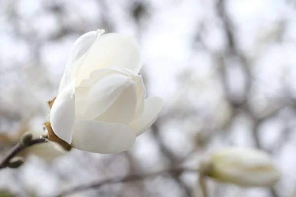 Knospe Weißer Magnolie Auf Dem Hintergrund Des Frühlingshimmels Zweige Ohne — Stockfoto