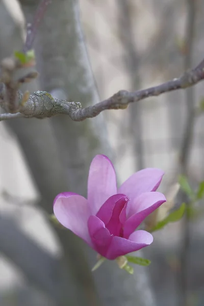 没有叶子的灰色枝条上有粉红色的木兰花 春天到了 美丽的花朵 — 图库照片