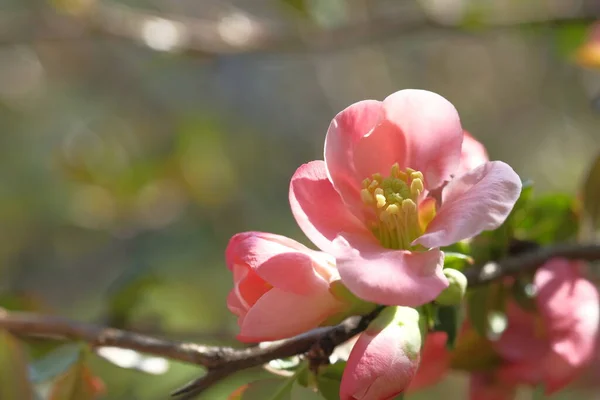 リンゴの木のピンクの花は壊れやすい 開花春時間 — ストック写真