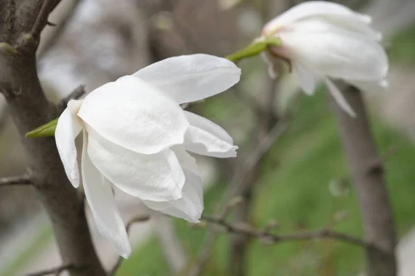 Een Witte Magnolia Bloem Tussen Takken Twigs Zonder Bladeren Voorjaar — Stockfoto
