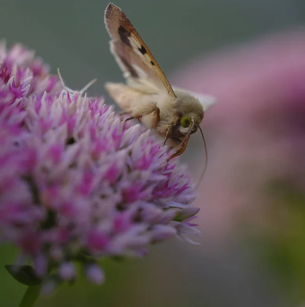 Motyl Siedzi Koniczynie Cieniu Kwiaty Pachnące — Zdjęcie stockowe