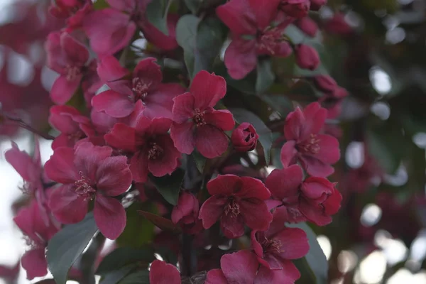 Egy Csokor Vörös Almavirág Virágzik Egy Gyümölcsösben Tavaszi Növényzet — Stock Fotó