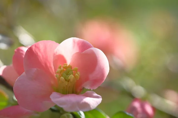 Äppelblom Rosa Träd Grenar Blommande Vårtid — Stockfoto