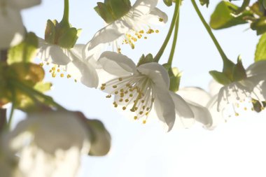 Güneş tarafından aydınlatılan beyaz elma çiçekleri. Çiçek açan bahar zamanı. Meyve bahçesi.