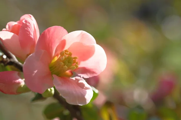 Almavirág Rózsaszín Faágak Virágzó Tavasz — Stock Fotó