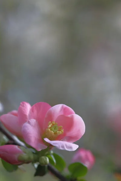 Rózsaszín Almavirág Árnyékban Virágzik Tavasz — Stock Fotó