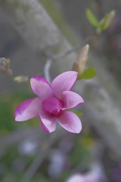 Pembe Manolya Şehir Parkında Yetişir Bahar Zamanı Güzel Çiçekler — Stok fotoğraf
