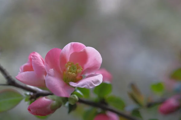 粉红色的苹果花在绿叶枝条上 — 图库照片