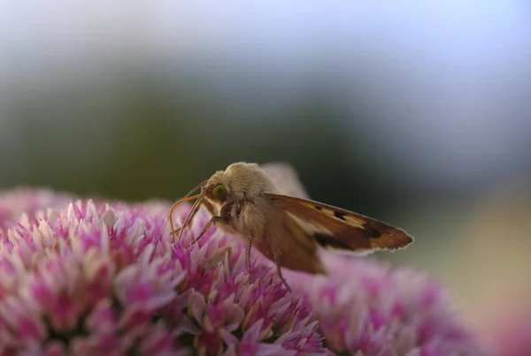 Schmetterling Und Klee Blühen Auf Verschwommenem Hintergrund Ein Wildes Leben — Stockfoto