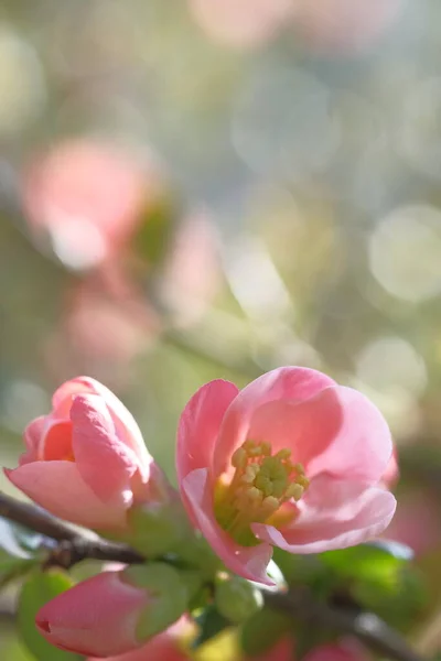 Almavirágok Rózsaszínűek Baloldalt Nap Világítja Meg Őket Virágzik Tavasz — Stock Fotó