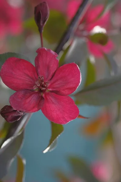 Äppelträdets Röda Blommor Lyser Upp Den Varma Solen Det Vår — Stockfoto