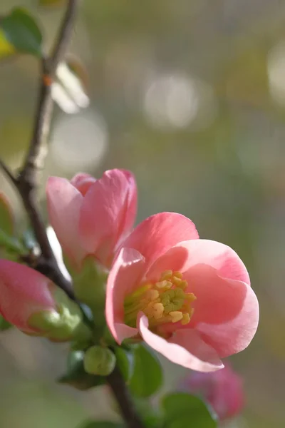 苹果粉红色的花朵在模糊的背景上 春花盛开 — 图库照片