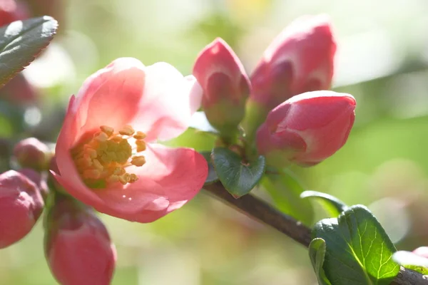 Blommorna Äppelträdet Rosa Blooming Vårflod — Stockfoto