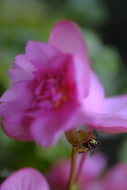Bir eşek arısı pembe bir çiçeğin altında bir sapta oturur. Bir eşek arısı bir çiçeği döller. Yaz hayatı.