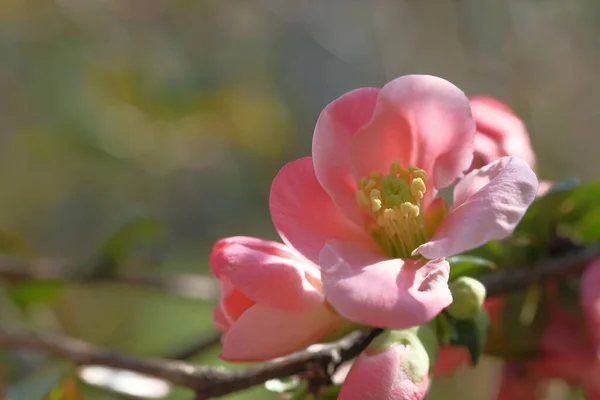 Almafa Rózsaszín Virágai Törékenyek Virágzó Tavasz — Stock Fotó