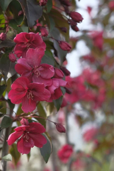 Almafa Vörös Virágai Bővelkednek Ágon Tavasz Van Gyümölcs — Stock Fotó